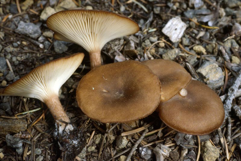 Clitocybe squamulosa